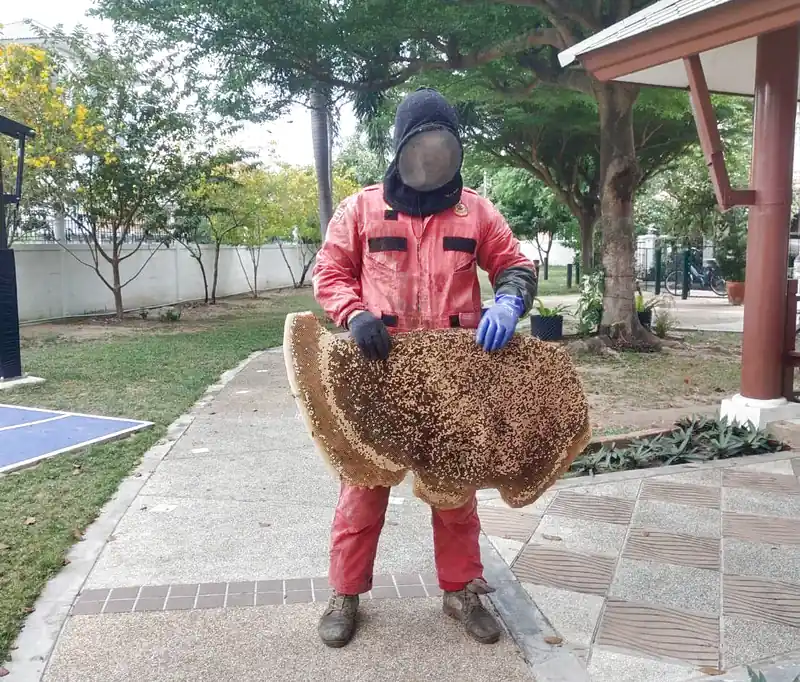 Dịch vụ bắt ong tại Đà Nẵng