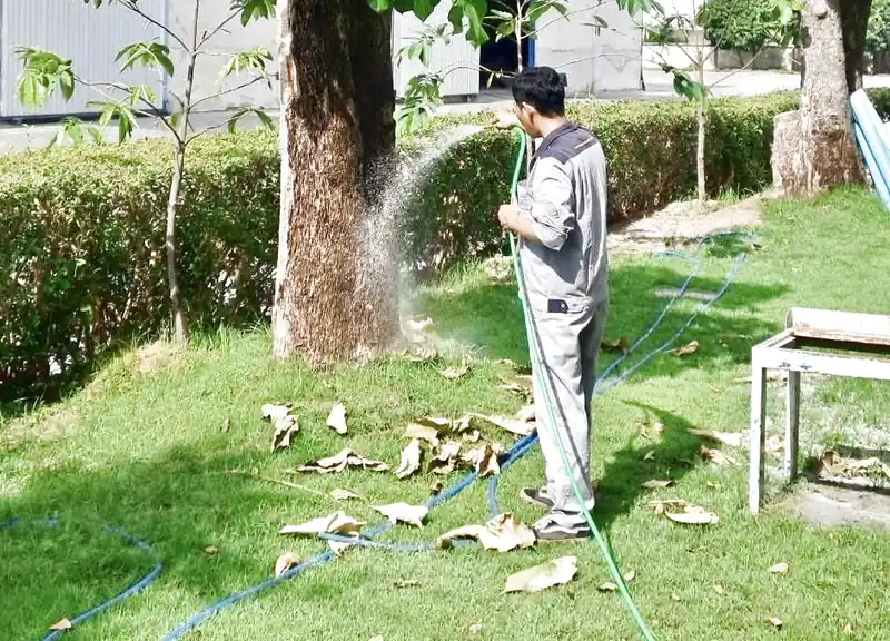 Bơm thuốc diệt mối cây xanh