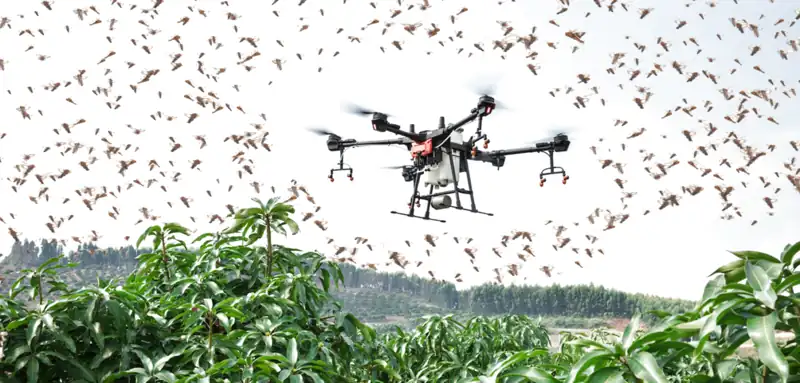 Dịch vụ diệt cào cào châu chấu bằng drone