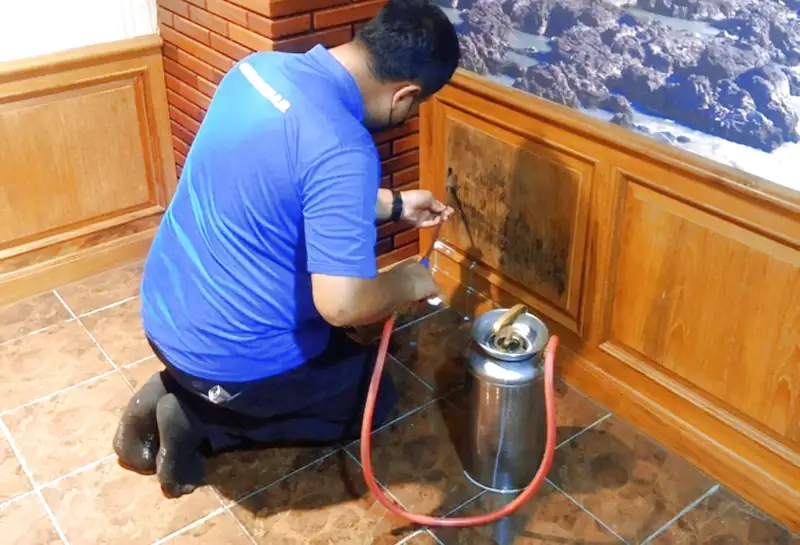 Dịch vụ diệt mối tại Đà Nẵng