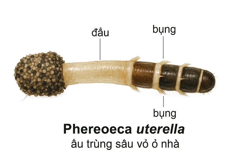Hình giải phẩu học con ngài vải