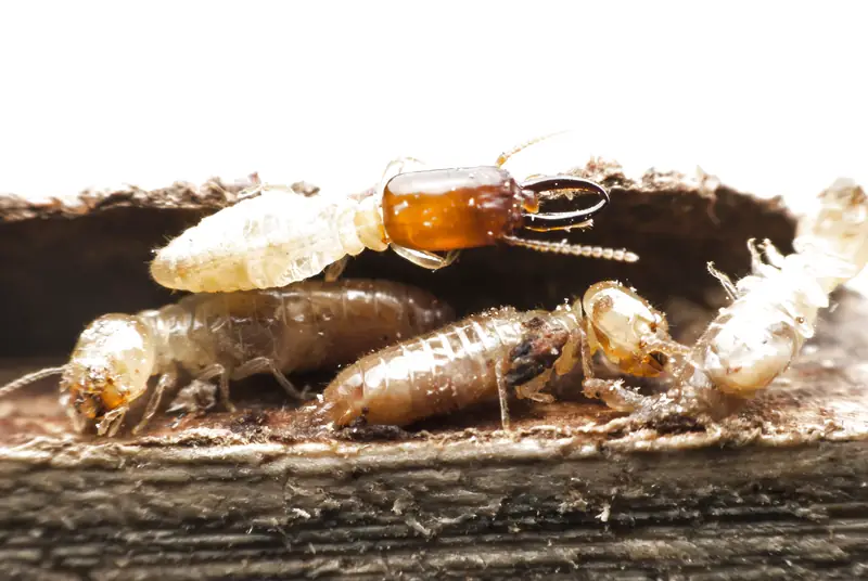 các loài mối 1