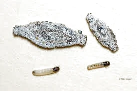 con ngài vải
