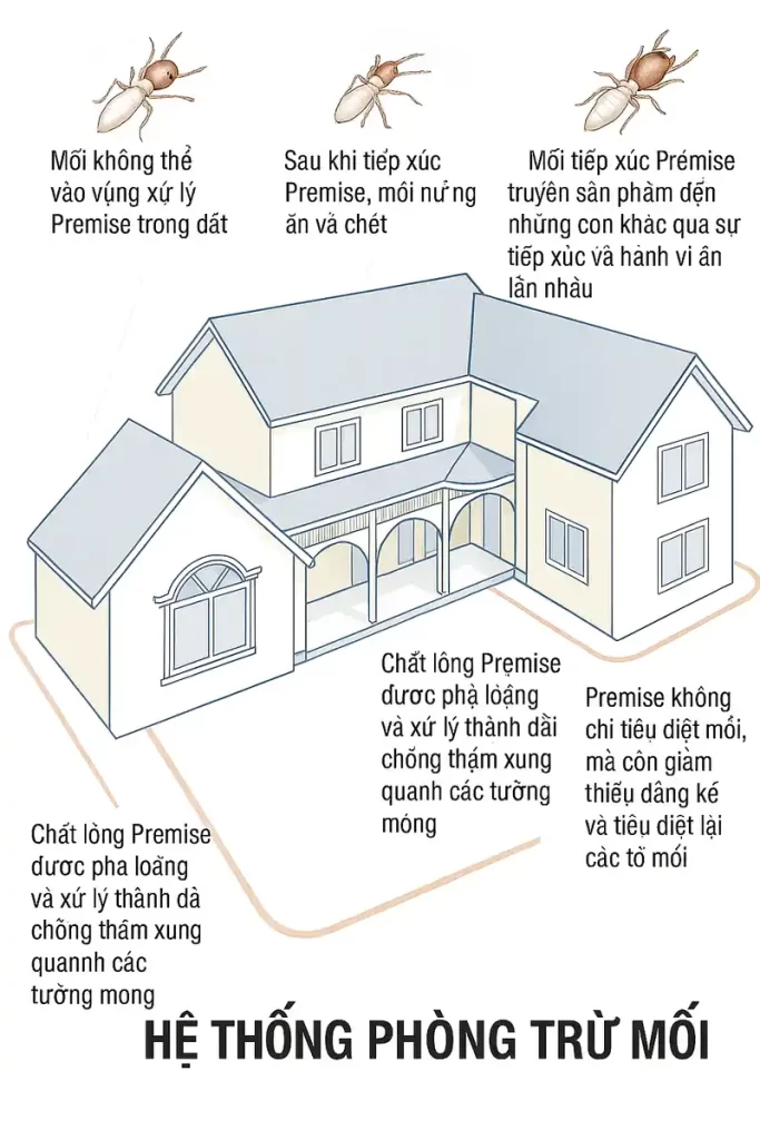 infographic phòng trừ mối